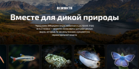 Как сохранить жизнь краснокнижным животным не выходя из дома? - 6tv.Ru