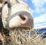 На ферме в Британии отец и сын утонули в цистерне с навозом - Комсомольская Правда