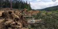 В Амурской области с начала года пресекли почти 200 незаконных рубок леса - Asn24.Ru
