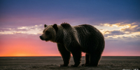 Будьте осторожны: в Петропавловске-Камчатскоом на новом кладбище ходит медведь - ИА Кам 24