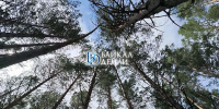 В Бурятии не зафиксированы лесные пожары - ИА Байкал-Daily