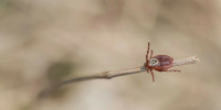 komi.kp.ru - Syktyvkar.1istochnik.Ru