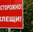 За неделю 69 человек покусали клещи в Алтайском крае - Комсомольская Правда