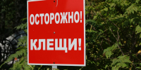 За неделю 69 человек покусали клещи в Алтайском крае - Комсомольская Правда