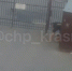 Краснодарцы пожаловались на соседа, избивающего собаку - SochiStream.Ru