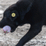 В Краснодаре пройдет отлов бродячих собак: где будут работать специалисты - LiveKuban.Ru