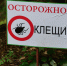 Жертвами клещей в Алтайском крае за неделю стали 69 человек - Сетевое издание Толк