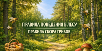 Правила безопасного поведения в лесу. - Город Ачинск