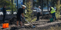 Городской бор станет больше на 6 га: лиственницы и сосны высаживают в центре Челябинска - КП Челябинск