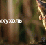 Вологжане голосуют за выхухоль и зубра - Gorodvo.Ru