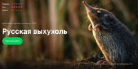Вологжане голосуют за выхухоль и зубра - Gorodvo.Ru