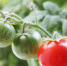 Агроном рассказала, как спасти овощи от гниения - Aromashevo.Online