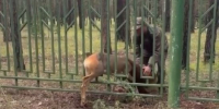 В Улан-Удэ спасли косулю, застрявшую в заборе - ИА Байкал-Daily