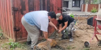 В Иркутске спасли косулю, загнанную собаками на стройку в СНТ - КП-Иркутск