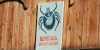 Более семи тысяч человек пострадали от укусов клещей с весны на Алтае - Комсомольская Правда