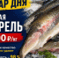 Товар дня. Свежая форель за 990 ₽/кг - Блокнот Волжского