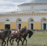 Хреновской конный завод готовится к 250-летнему юбилею - VrnTimes.Ru