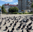 В городе Бор заметили массовую гибель птиц на улицах - ProGorodNN.Ru