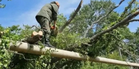 Дерево упало на теплотрассу, ветер обрывает провода: что происходит в Новороссийске - Комсомольская Правда