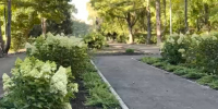 В городском парке Саратова восстановят дубраву - Провинциальный телеграфъ