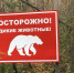 Нашествие медведей в Кузбассе связывают с голодным годом - Комсомольская правда