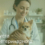 31 августа – День ветеринарного работника России - Зерноградский район