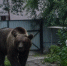 Медведи осаждают Новокузнецк: мэр выпустил памятку для горожан - Nk-Tv