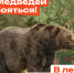 Жителей края предупреждают о медведях в лесу. - Город Дивногорск