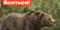 Жителей края предупреждают о медведях в лесу. - Город Дивногорск