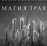 «Магия трав» в ГМИЛИКА - Минприроды Алтайского края