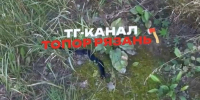 гадюка в Солотче - РИА 7 Новостей