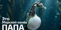 А какой папа - ты? - УФССП