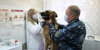 Сегодня свой профессиональный праздник отмечают работники ветеринарной службы уголовно-исполнительной системы - УФСИН