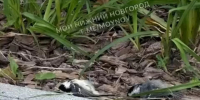 Массовая гибель синиц зафиксирована в Нижнем Новгороде - НИА Нижний Новгород