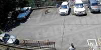В Сочи бродячая собака напала на ребенка - SochiStream.Ru