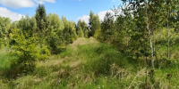 В Орловской области появился новый лес - РИА 57