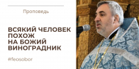 Всякий человек похож на Божий виноградник - Феодоровский собор