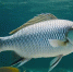 thumb_570044_news_xxxl.jpeg - Primorye24.Ru