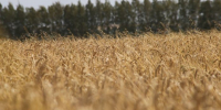 Зерно2 - Известия Мордовии