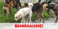 Внимание! Отлов животных без владельцев. - Жуковский округ
