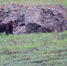 26-08-31-bear - Заповедное Прибайкалье