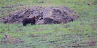 26-08-31-bear - Заповедное Прибайкалье