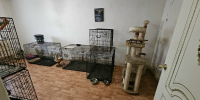 59 измученных кошек с боем забрали у костромской заводчицы - Интернет-телевидение Логос