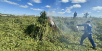 Полицейские уничтожили 1,5 гектара дикорастущей конопли - Michurinsk68.Ru