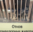 Проведен плановый отлов животных без владельцев. - Администрация города