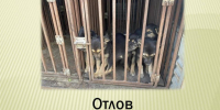 Проведен плановый отлов животных без владельцев. - Администрация города