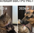 Эти крошки быстро растут | Источник: Городские медиа - 29.Ru