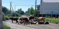 IMG_20260831_152413_236 - Сетевое издание Арбуз