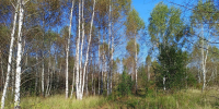 Различные классы пожароопасности установились в нижегородских лесах - Время Н