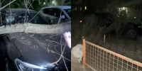 В центре Ростова дерево рухнуло на три автомобиля - DonDay.Ru